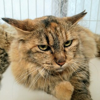 ゴージャズ長毛サビ楓華ちゃん