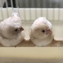 手乗りキンカチョウ雛