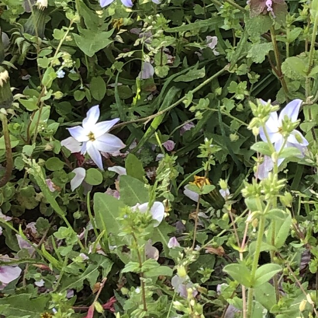 こはるびよりのかーさんのカバー写真