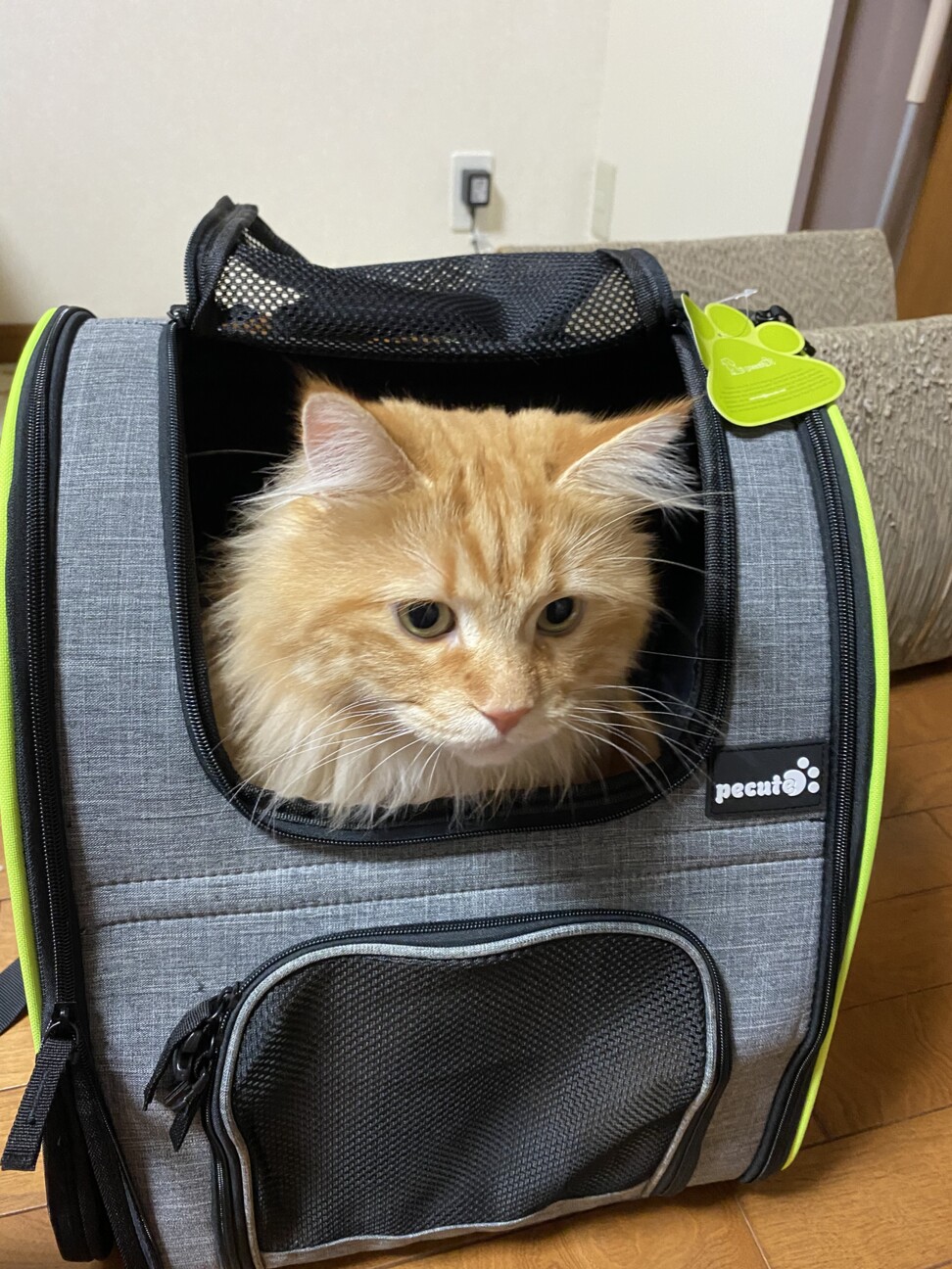 きなこ