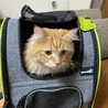 きなこ