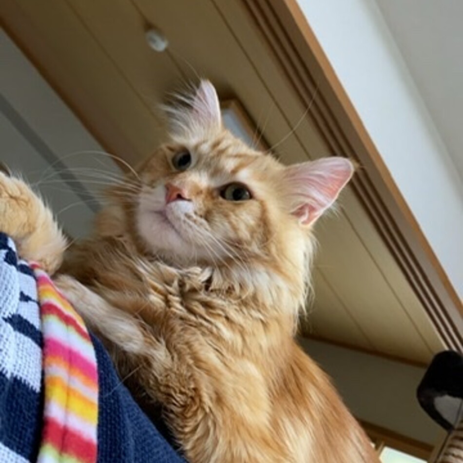きなこのカバー写真