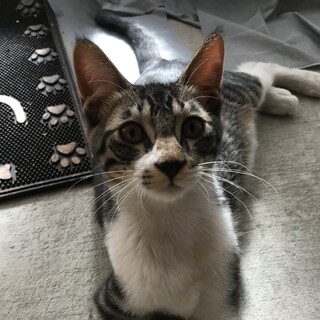 4ヶ月半の子猫です！トライアル決定！