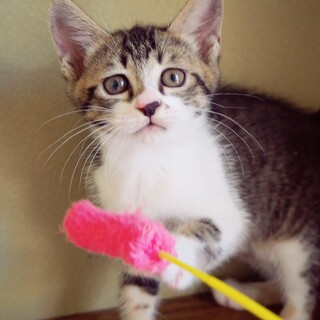 【急募】里親になってくださる方探してます。