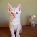 【急募】里親になってくださる方探してます。