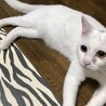 ぶた姫ちゃん