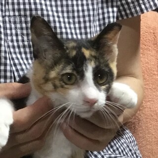 終生飼える方求む