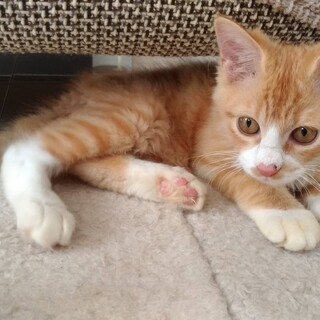 生後３ヶ月☆半長毛の茶白ジンジャーくん