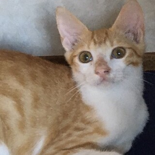 子猫　4ヶ月　男の子　茶白