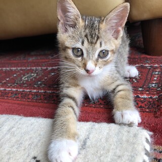 生後1.5か月程度の可愛い女の子