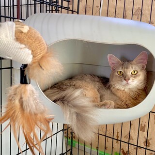 ツンデレお天馬ソマリ女の子