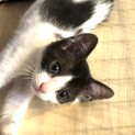 ミドリちゃん、ずっとのおうちが決まりました。