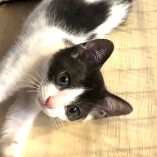 ミドリちゃん、ずっとのおうちが決まりました。