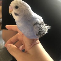 セキセインコ♂男の子(3ヶ月)