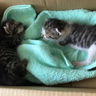 赤ちゃん猫　２匹(きょうだい)