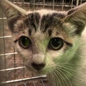 ありがとうございました。子猫3兄弟、生後3か月？