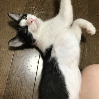 人懐っこく甘えん坊のハチワレちゃん