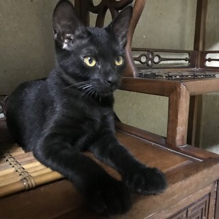 【黒猫　子猫　姉妹】里親様募集 （1匹里親様決定）