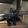 【黒猫　子猫　姉妹】里親様募集 （1匹里親様決定） サムネイル2