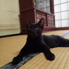 【黒猫　子猫　姉妹】里親様募集 （1匹里親様決定） サムネイル3