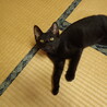 【黒猫　子猫　姉妹】里親様募集 （1匹里親様決定） サムネイル4