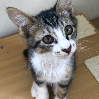 かまって欲しいイケニャンキジ白男子★なると