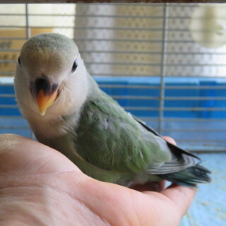 里親様決まりました。有難うございました。