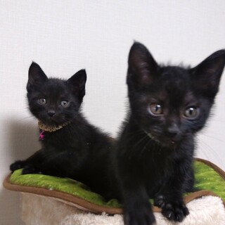 里親決定⚫1ヶ月半の黒猫ボーイズ