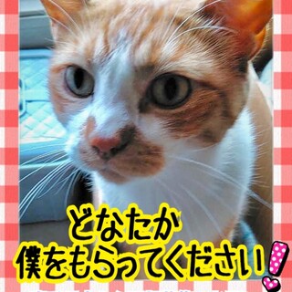 里親さん緊急募集！タマちゃんに愛を！