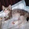 なごみ♡しあわせにゃんこになりました