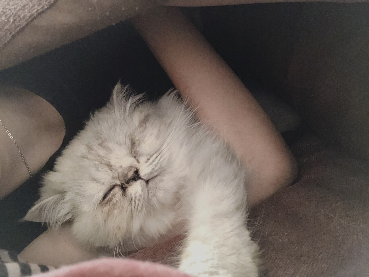 しゅがー