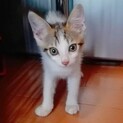 みらい♡しあわせにゃんこになりました