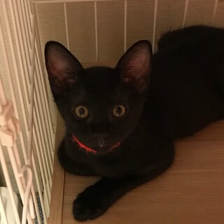 白黒6ニャン⑤ごう君