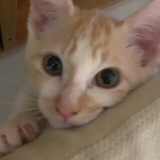 可愛い男の仔の子猫里親募集
