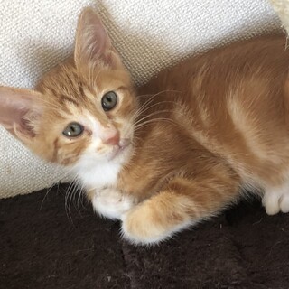 レッドタビー☆アメショー風男子　サイくん