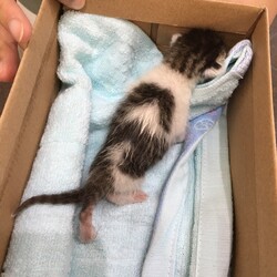 「倉敷市保健所乳飲み子10匹持ち込み」サムネイル2