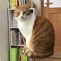 こむぎ