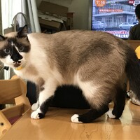 ゆきちゃん