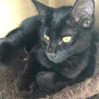 超ゴロスリ！とっても可愛いボブテイル黒猫女子☆ルナ