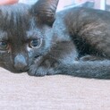 黒猫くんの里親募集中！