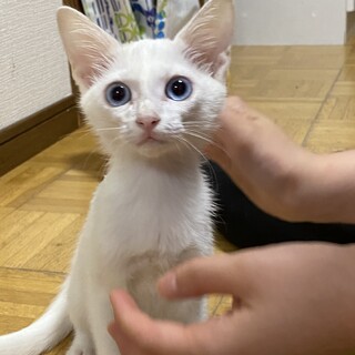 可愛い子猫男の仔里親募集