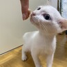 可愛い子猫男の仔里親募集 サムネイル2