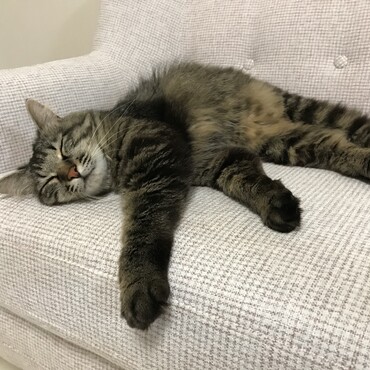 新しいソファでごろごろ