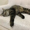 新しいソファでごろごろ