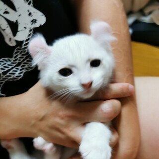 アメリカンカール雑種白♂