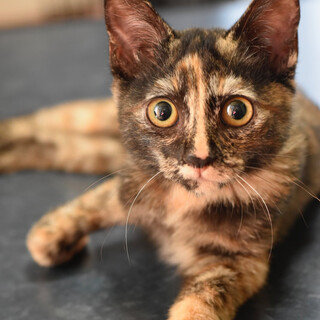 ヤンチャ姫トリクシーちゃん