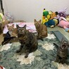 ちゃんかな0