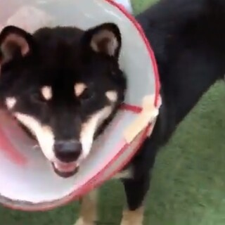 ♂黒柴犬７才ダテ君