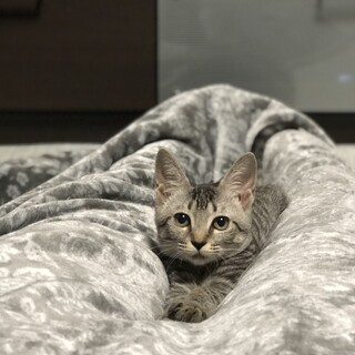 サバトラの♂の子猫です