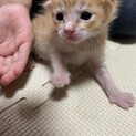 生後2週間くらいの子猫2匹です